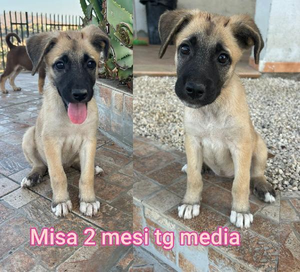 Tanti cucciolini di due / tre mesi Foto 5