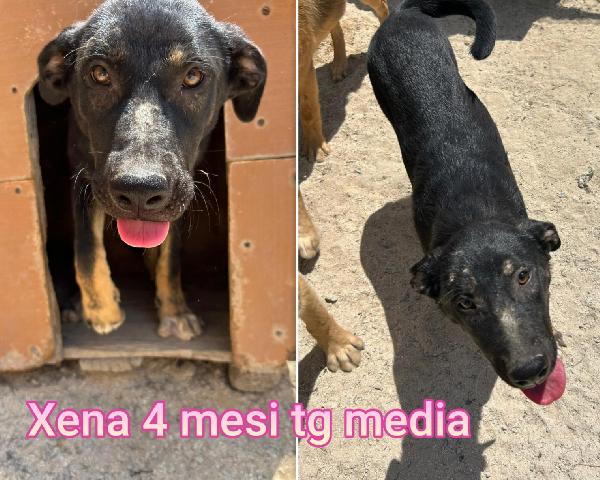 Tanti cucciolini di due / tre mesi Foto 6