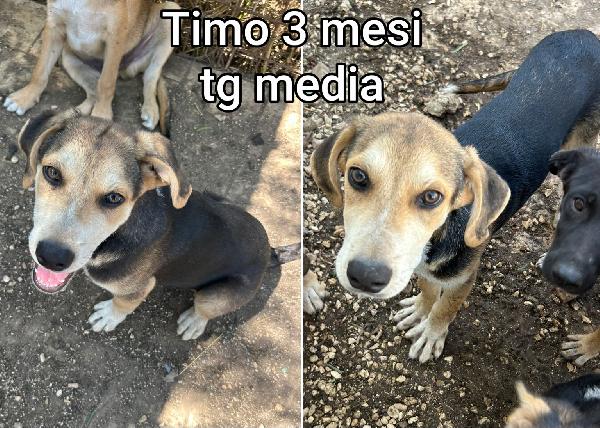 Tanti cucciolini di due / tre mesi Foto 9