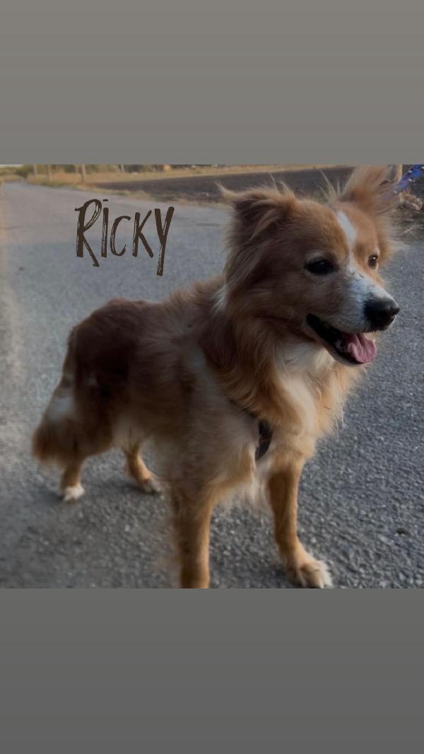 Ricky, Un Amore A 4 Zampe