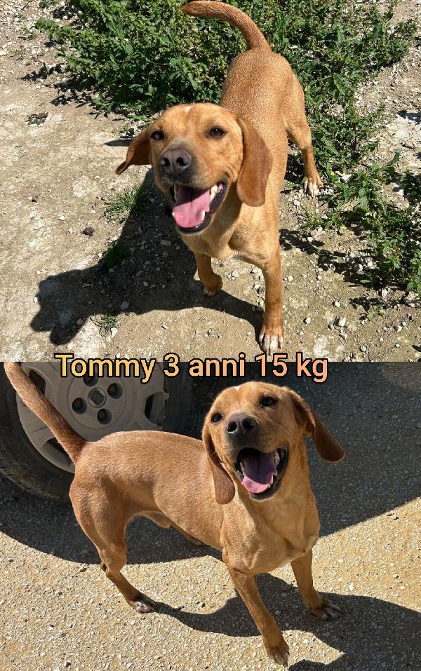 CANI PICCOLI CERCANO FAMIGLIE  Foto 4