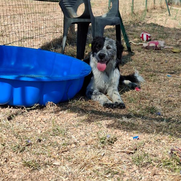 Concita Cucciolona In Adozione 