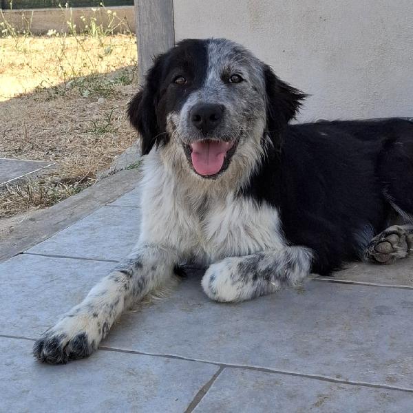 CONCITA cucciolona in adozione  Foto 2