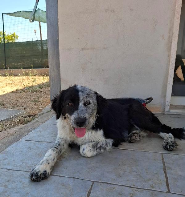 CONCITA cucciolona in adozione  Foto 4