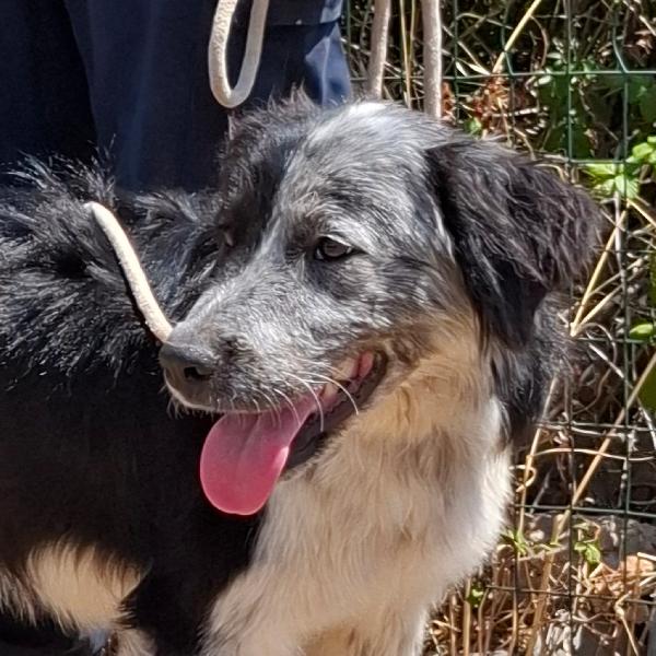 CONCITA cucciolona in adozione  Foto 5