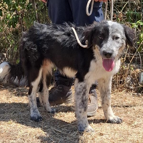 CONCITA cucciolona in adozione  Foto 6