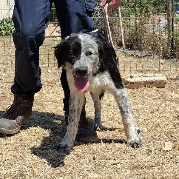 CONCITA cucciolona in adozione  Foto 7