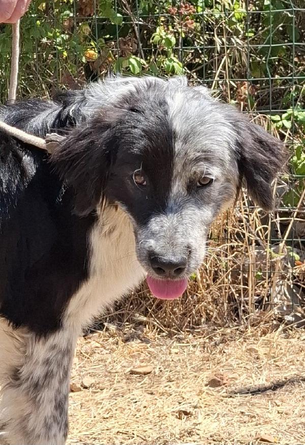 CONCITA cucciolona in adozione  Foto 8