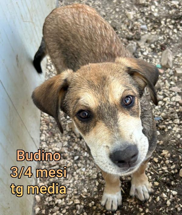 ADOZIONI CUCCIOLI BISOGNOSI  Foto 3