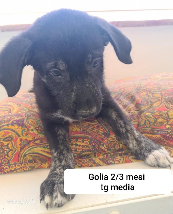 ADOZIONI CUCCIOLI BISOGNOSI  Foto 5
