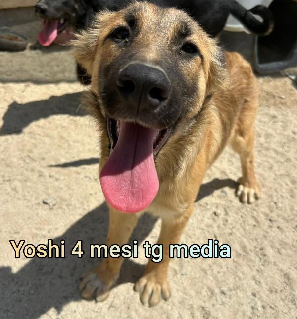 ADOZIONI CUCCIOLI BISOGNOSI  Foto 7