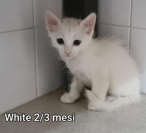 ADOTTA UN GATTINO! Foto 2