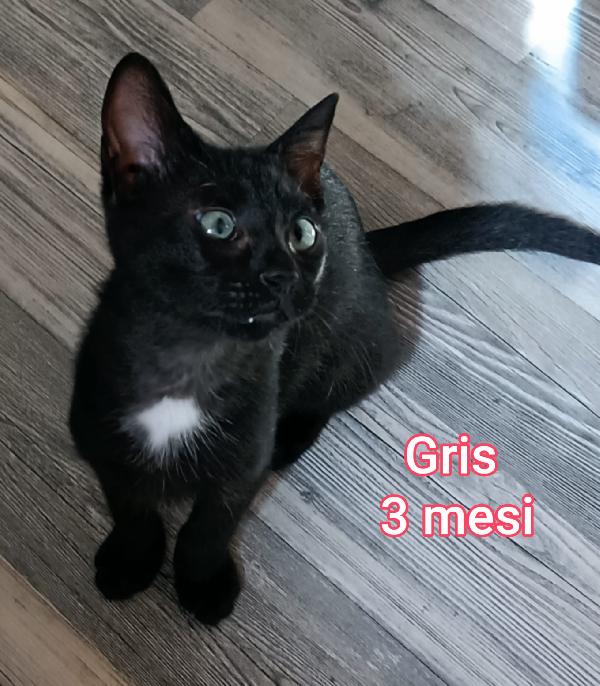 ADOTTA UN GATTINO! Foto 4