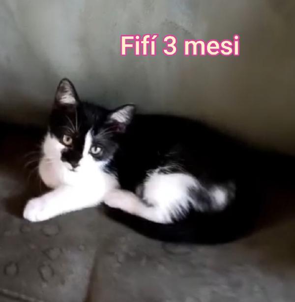 ADOTTA UN GATTINO! Foto 6
