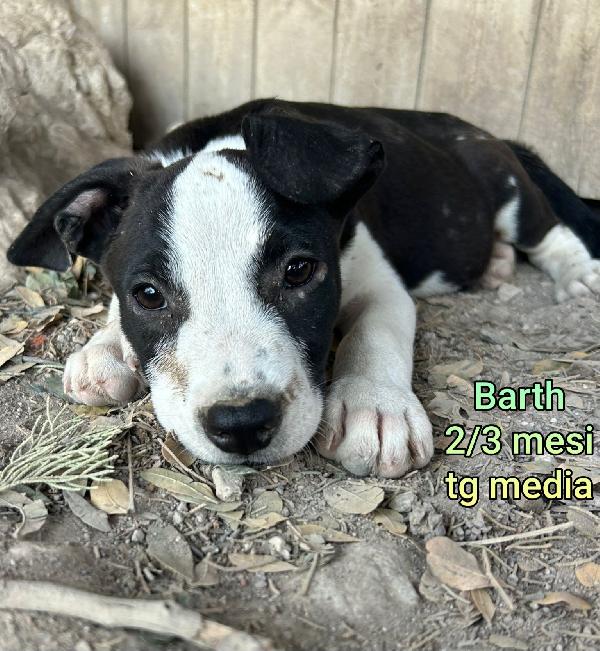Cuccioli Da Salvare!