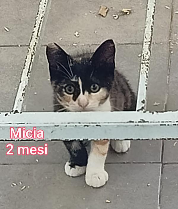 GATTINI ABBANDONATI! URGENTE  Foto 7