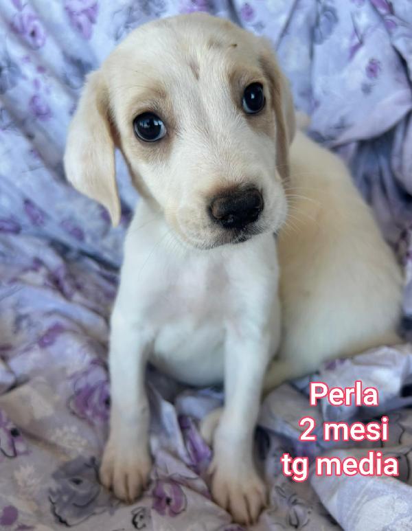 ADORABILI CUCCIOLI! 2 mesi Foto 7