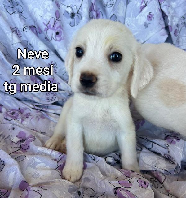 ADORABILI CUCCIOLI! 2 mesi Foto 8