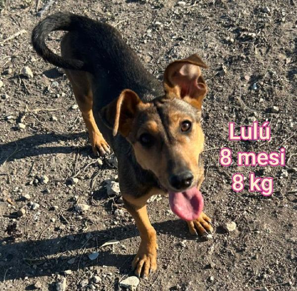 Cani piccoli e contenuti  Foto 2