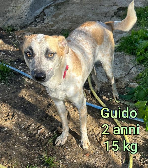 Cani piccoli e contenuti  Foto 8