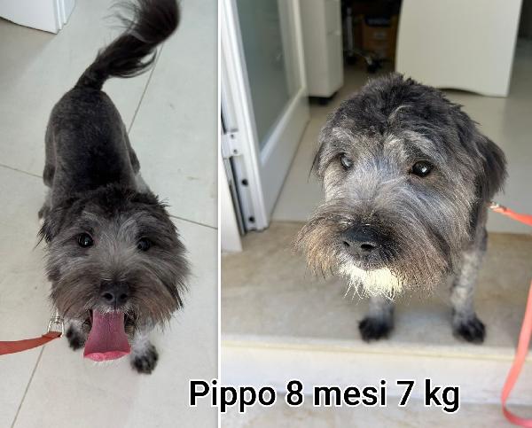 CAGNOLINI MEDIOPICCOLI  Foto 4