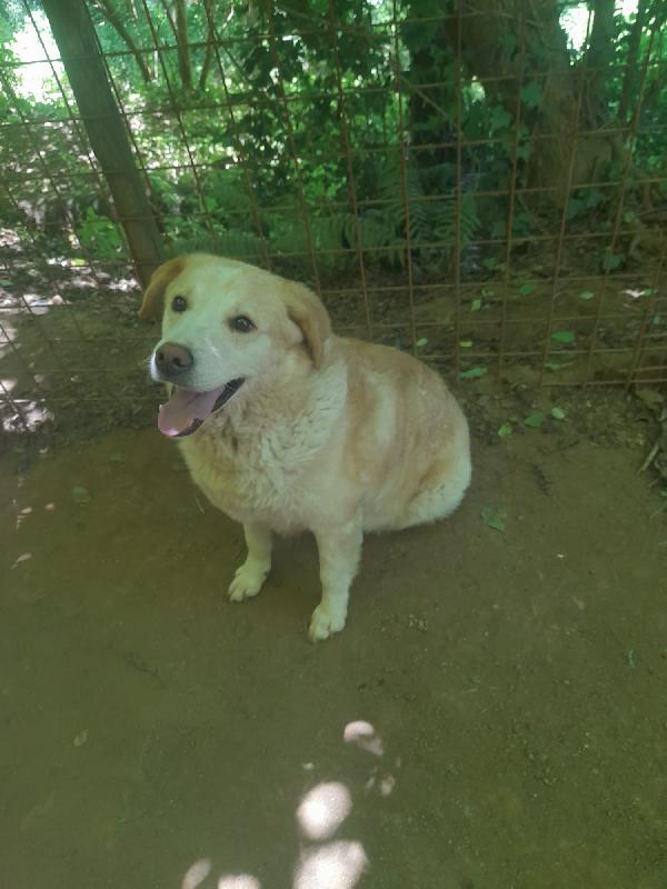 Lila Meravigliosa Dolce Simil Labrador/Golden Cerca Famiglia