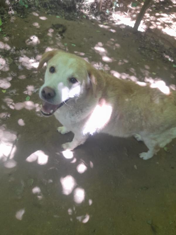 Lila meravigliosa dolce simil labrador/golden cerca famiglia Foto 2