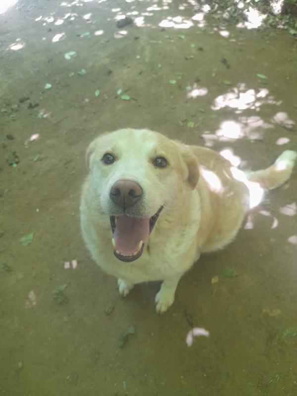 Lila meravigliosa dolce simil labrador/golden cerca famiglia Foto 3