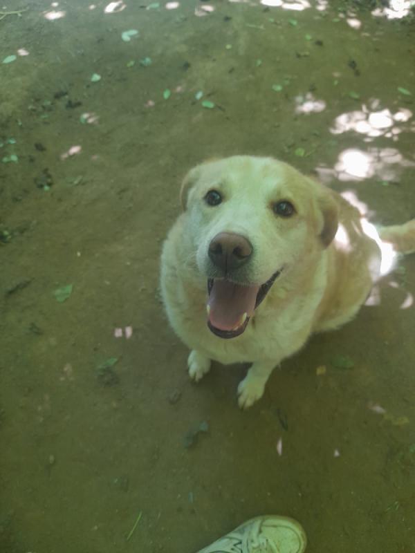 Lila meravigliosa dolce simil labrador/golden cerca famiglia Foto 4