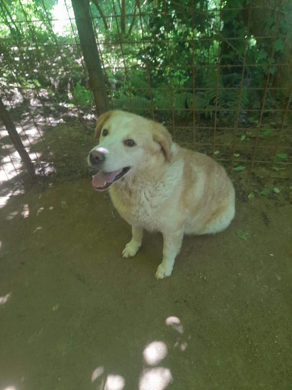 Lila meravigliosa dolce simil labrador/golden cerca famiglia Foto 5