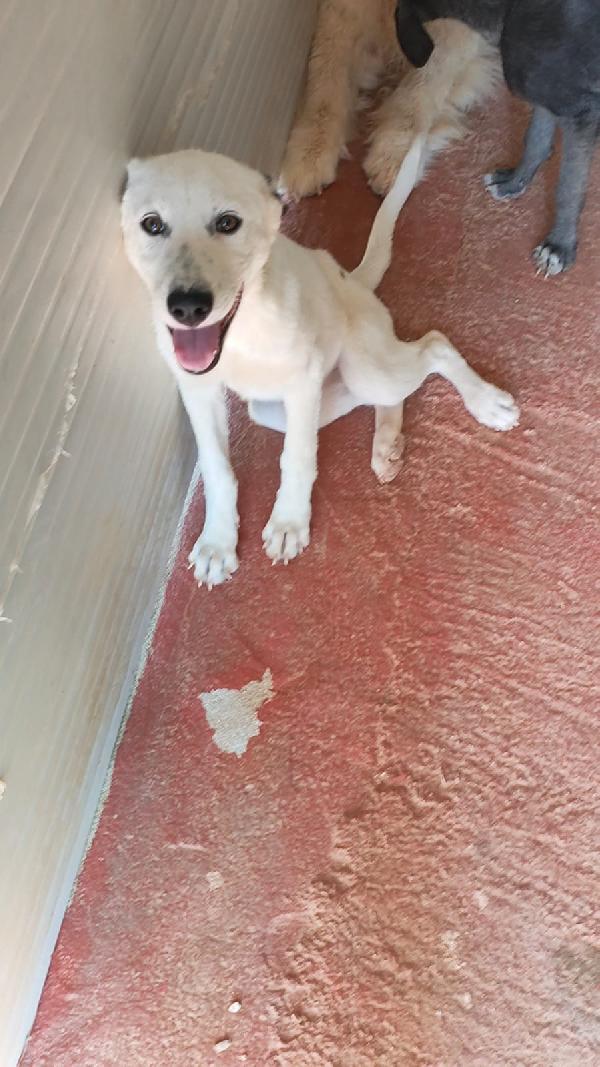 Lula Sos stallo adozione dolce cucciola in canile Foto 2