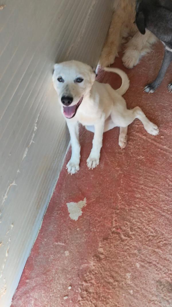 Lula Sos stallo adozione dolce cucciola in canile Foto 4