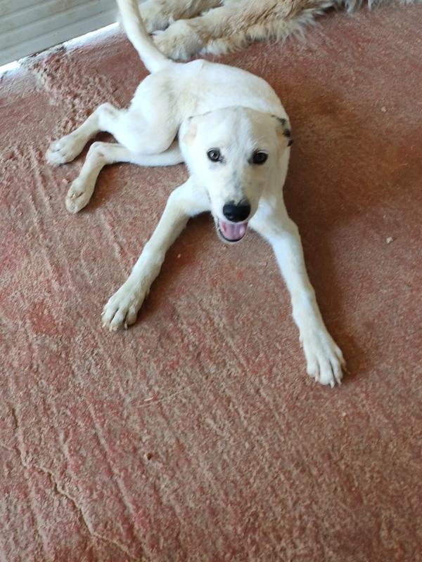 Lula Sos stallo adozione dolce cucciola in canile Foto 5