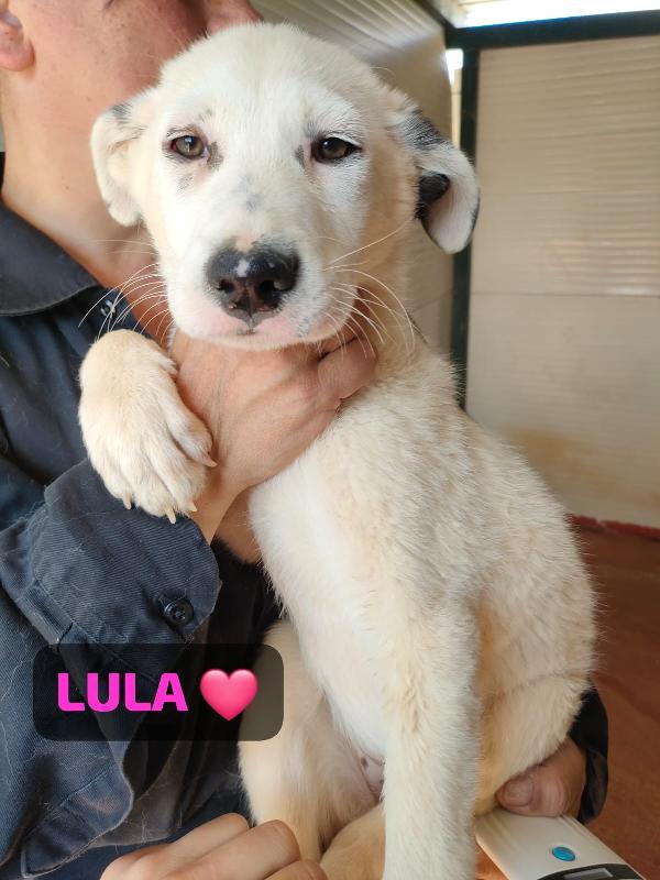 Lula Sos stallo adozione dolce cucciola in canile Foto 6