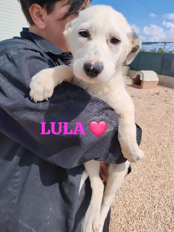 Lula Sos stallo adozione dolce cucciola in canile Foto 7