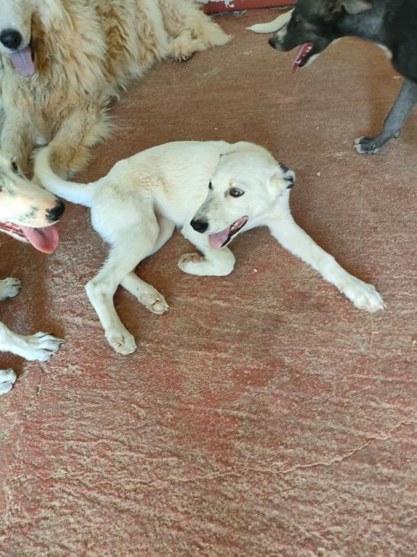 Lula Sos stallo adozione dolce cucciola in canile Foto 8