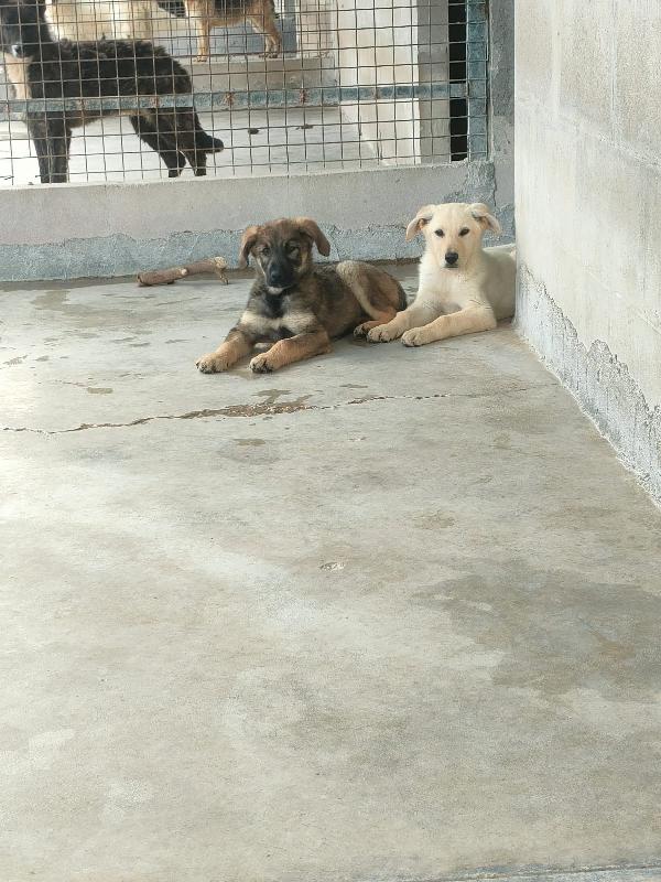 Ariel simil labrador cerca stallo o adozione  Foto 3