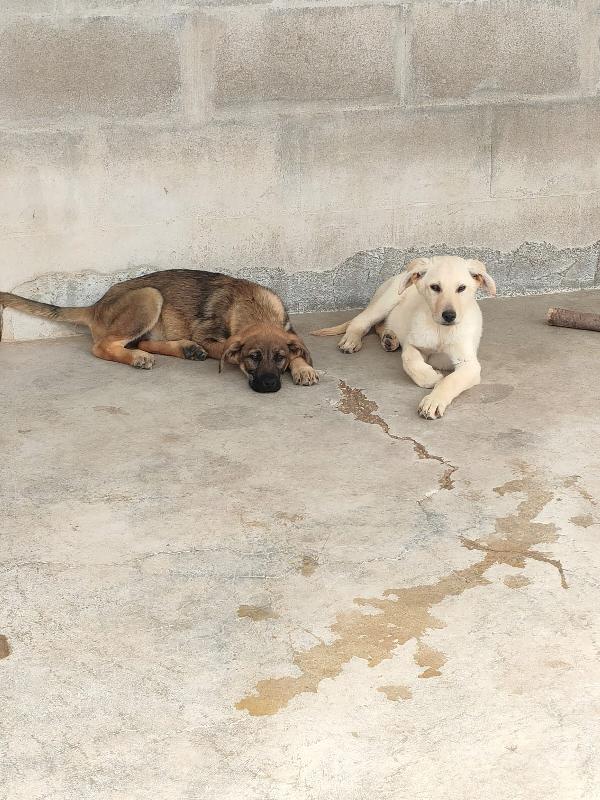 Ariel simil labrador cerca stallo o adozione  Foto 4