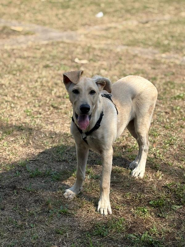 Ariel simil labrador cerca stallo o adozione  Foto 7