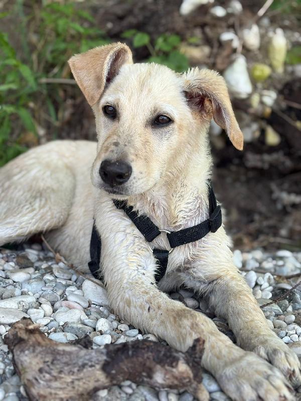 Ariel simil labrador cerca stallo o adozione  Foto 8