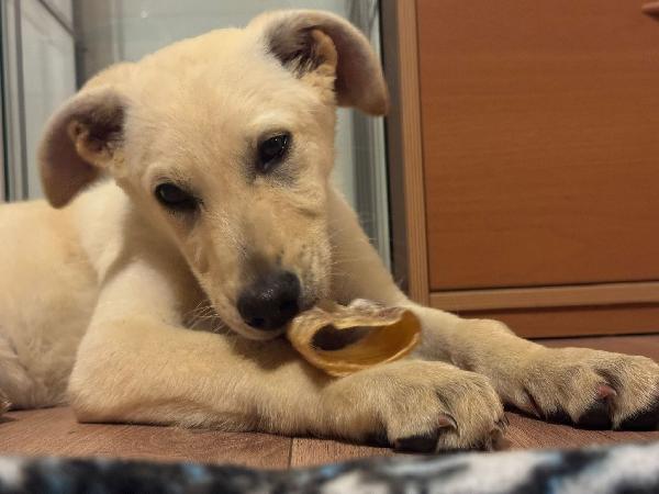 Ariel simil labrador cerca stallo o adozione  Foto 10