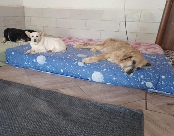 Sara 11anni non ha mai avuto 1casa.ROMA Foto 8