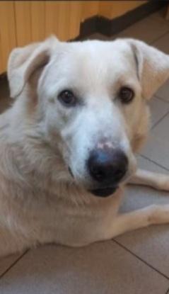 3anni mix Labrador salito e rifiutato.PAVIA Foto 3
