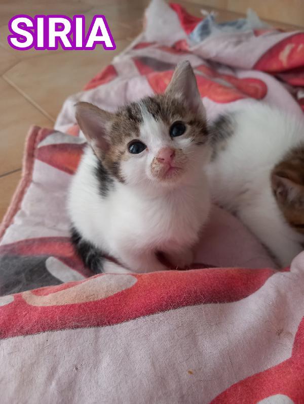 SIRIA, adorabile gattina in adozione! Foto 1