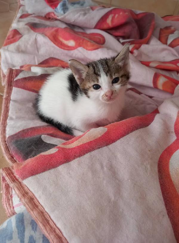 SIRIA, adorabile gattina in adozione! Foto 2