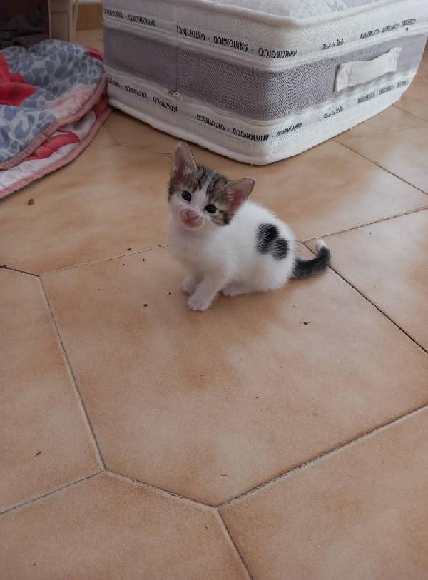 SIRIA, adorabile gattina in adozione! Foto 3
