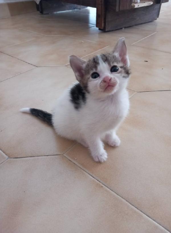 SIRIA, adorabile gattina in adozione! Foto 4