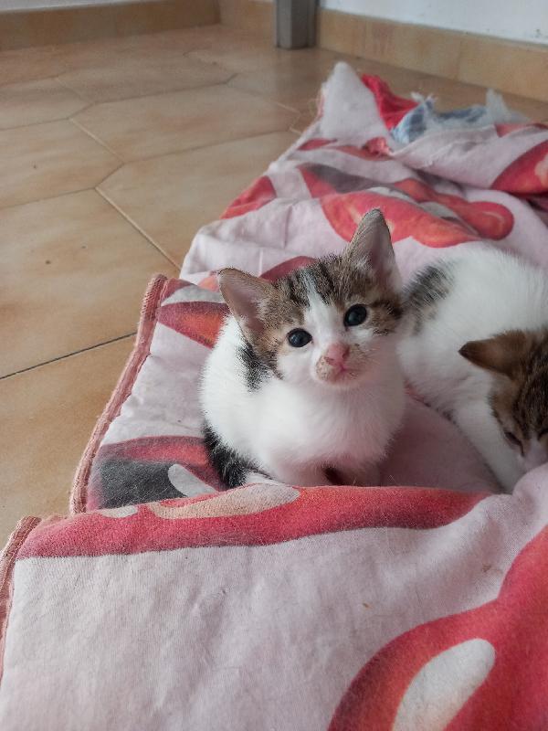 SIRIA, adorabile gattina in adozione! Foto 5