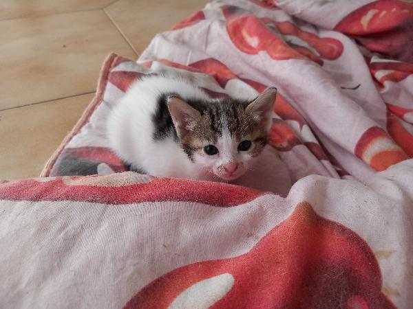 SIRIA, adorabile gattina in adozione! Foto 6