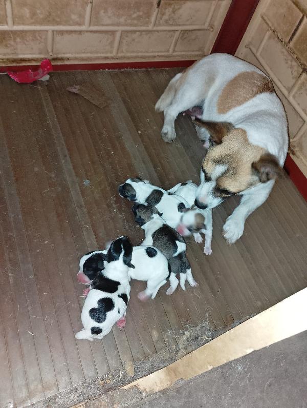 Cucciola di Jack russel  Foto 3